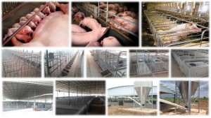 Swine Product Line (อุปกรณ์ฟาร์มสุกร)